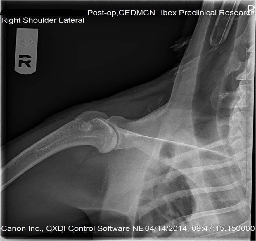 canine humeral defect